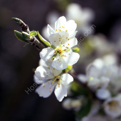 Plum Blossom.